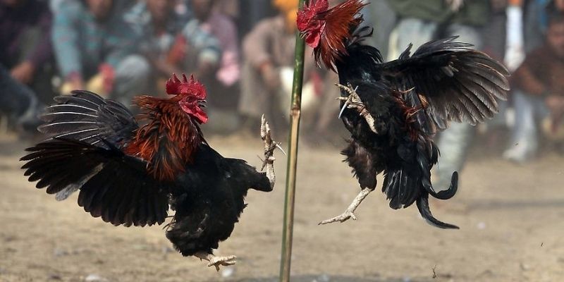 Chương trình khuyến mãi hấp dẫn cho người chơi đá gà philippines